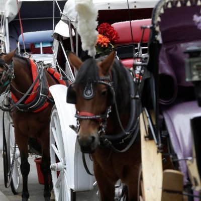 Teenager dies in horse-drawn carriage accident in New York City