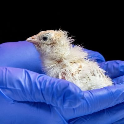 Pictured: First chicks hatched from artificial eggs, according to de-extinction firm