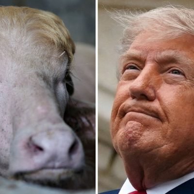 Viral ‘Donald Trump’ buffalo spared from sacrifice in Bangladesh